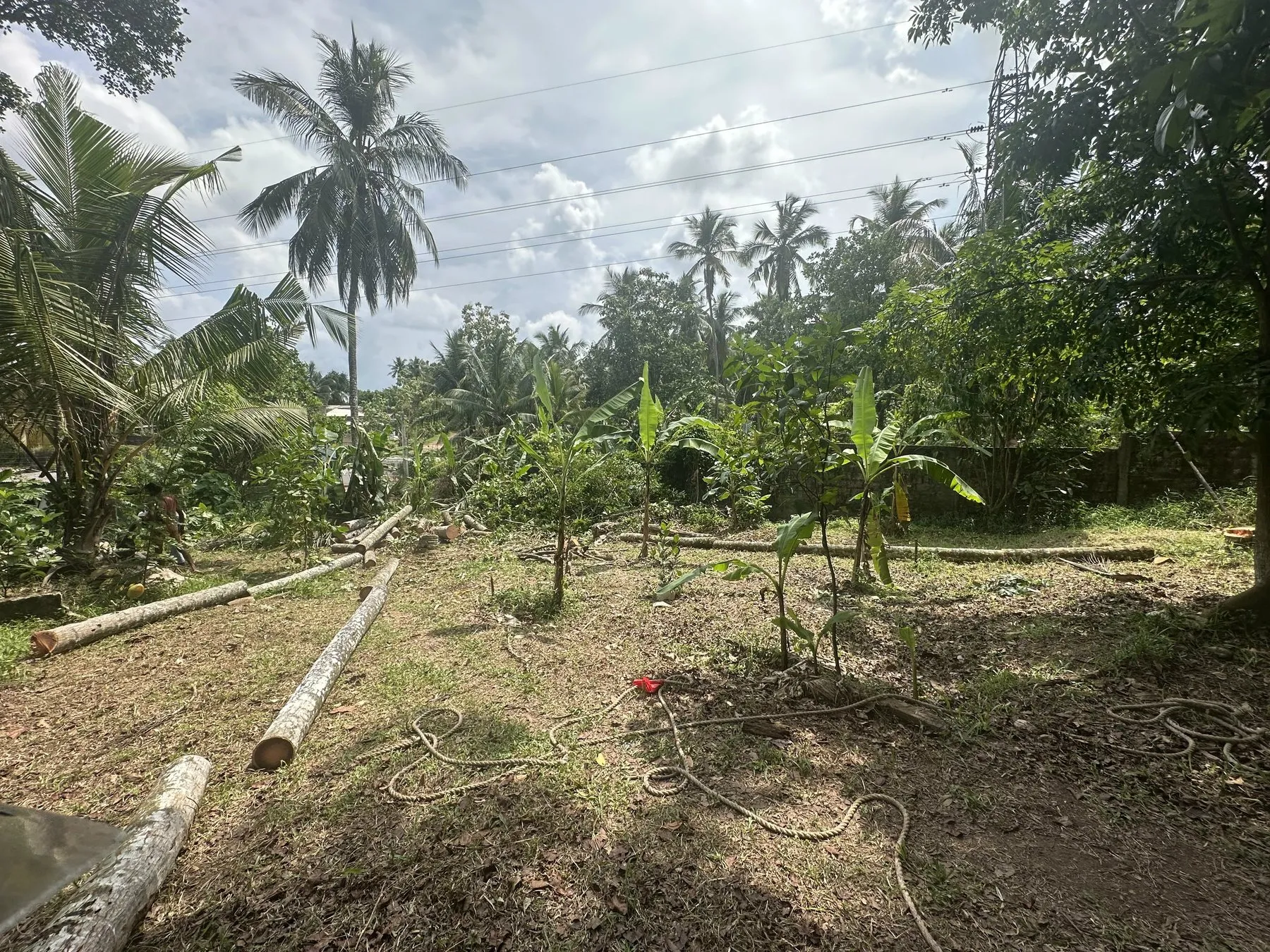 The plot as coconut land before clearing